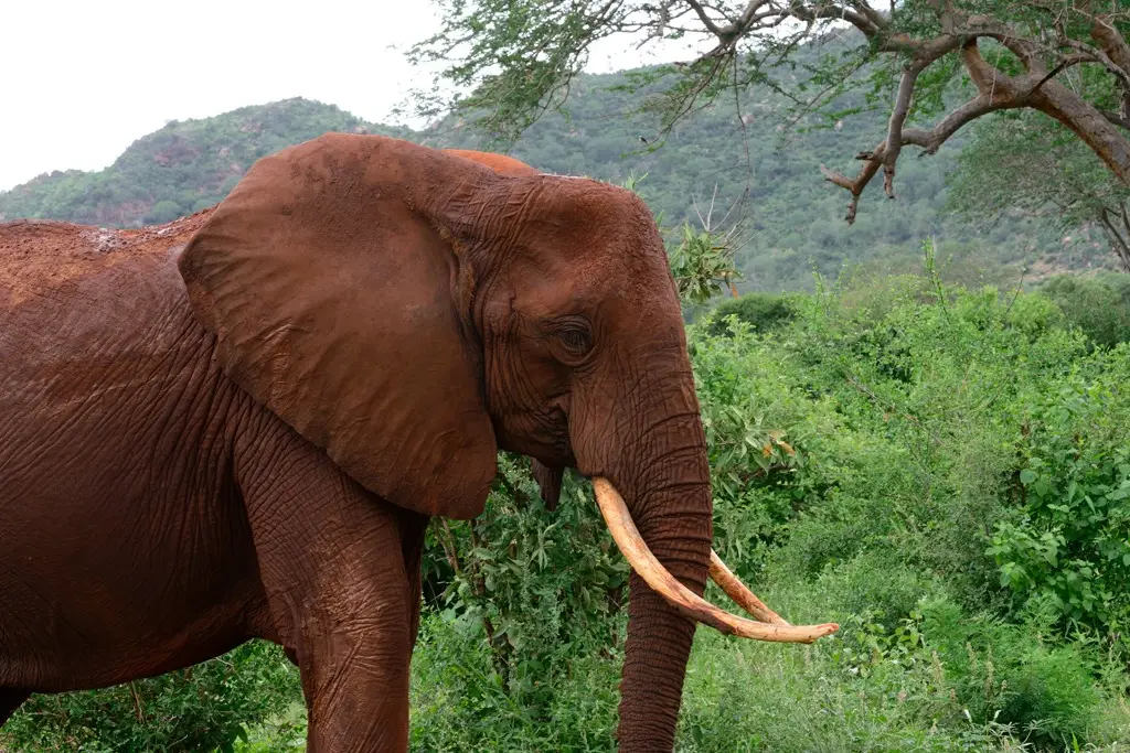 swara wildlife