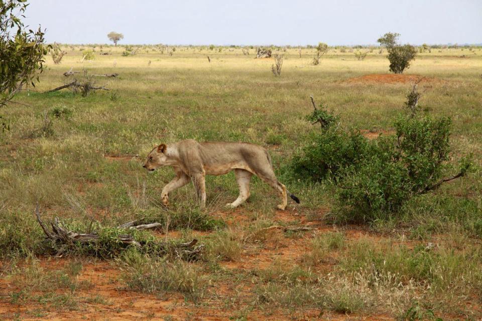 wildlife 1