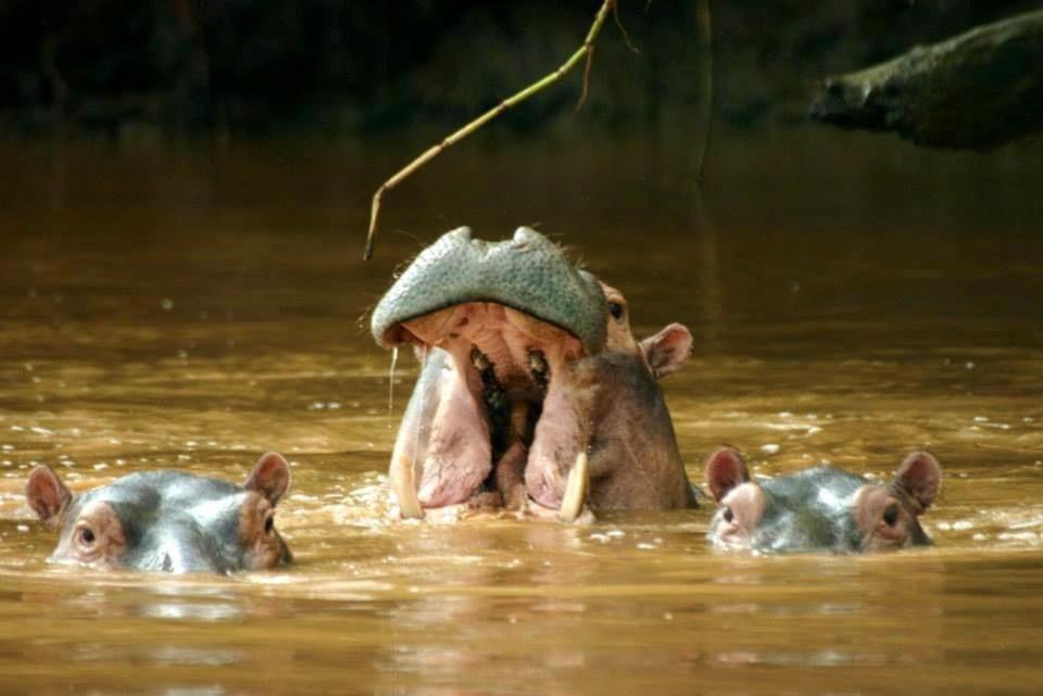 wildlife 2