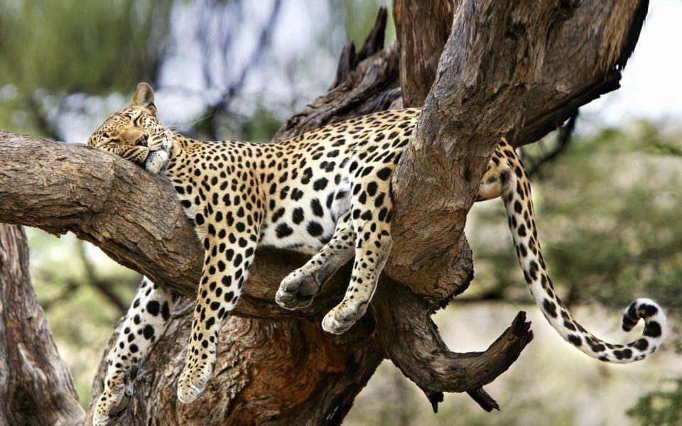 wildlife 3
