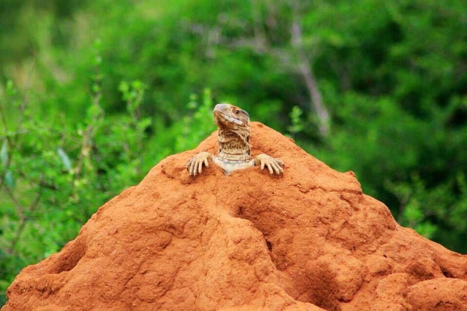 wildlife
