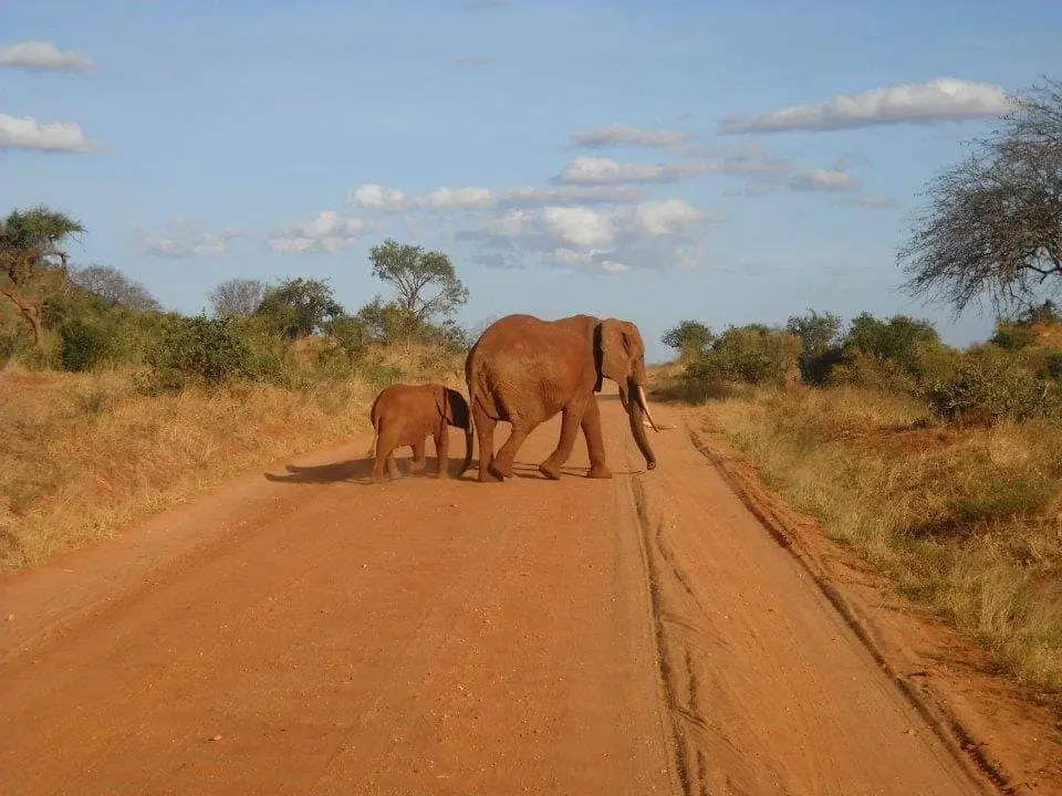 wildlife