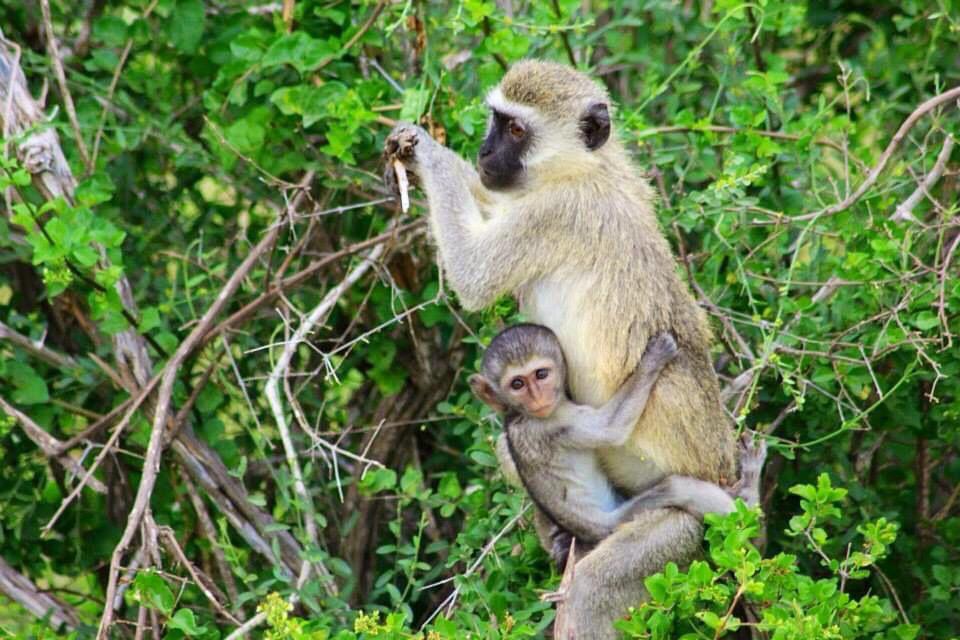 wildlife3
